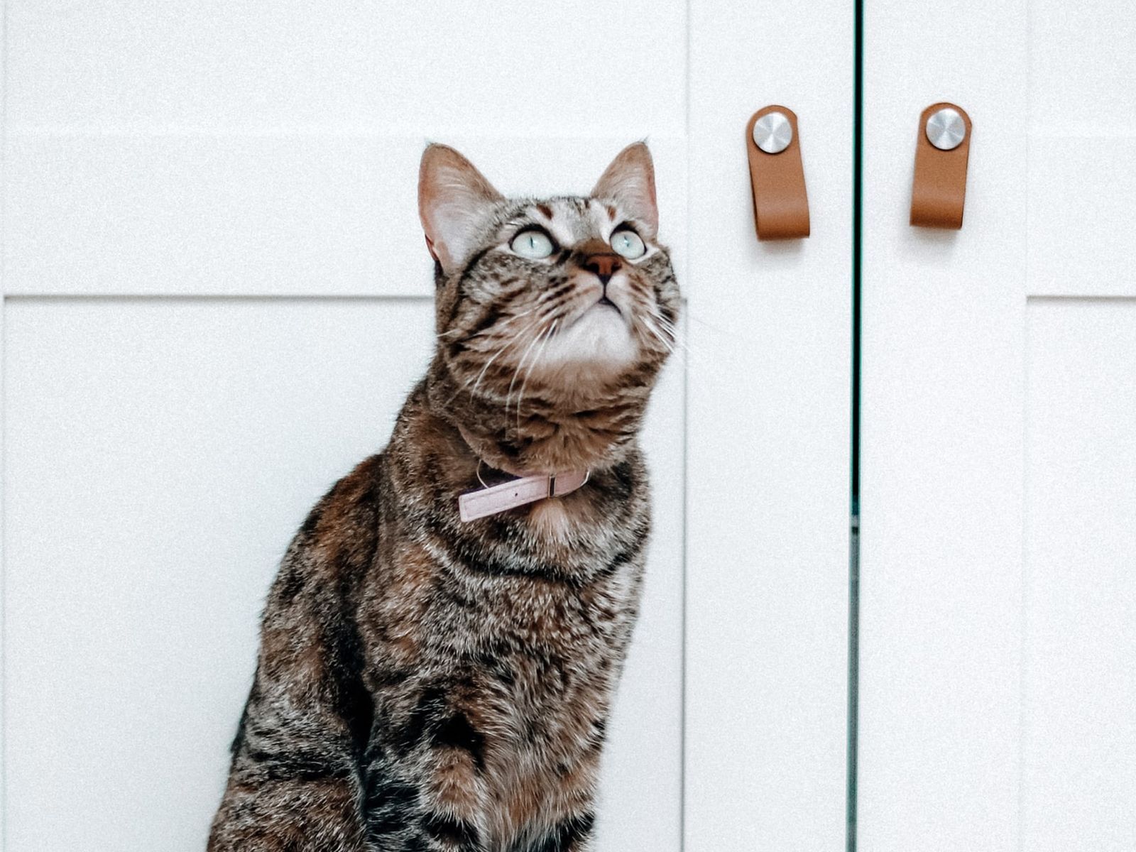 How much does it cost to spay a cat?